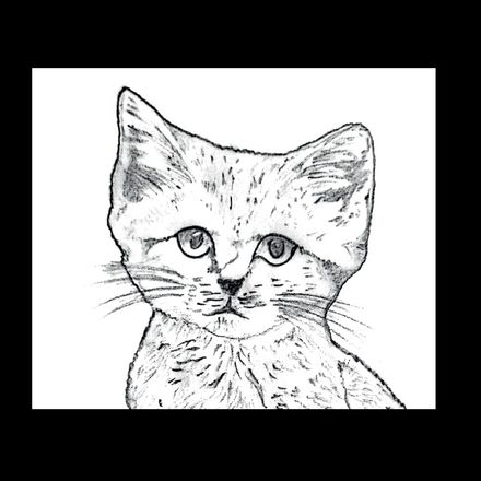 Affiche de la planche zoologique CHAT DES SABLES thumbnail 4