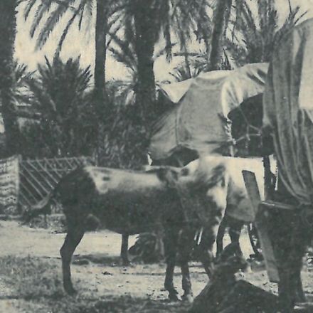 Affiche d'une vue ancienne de Marrakech - Une rue du Guéliz - vers 1920 - reproduction thumbnail 4