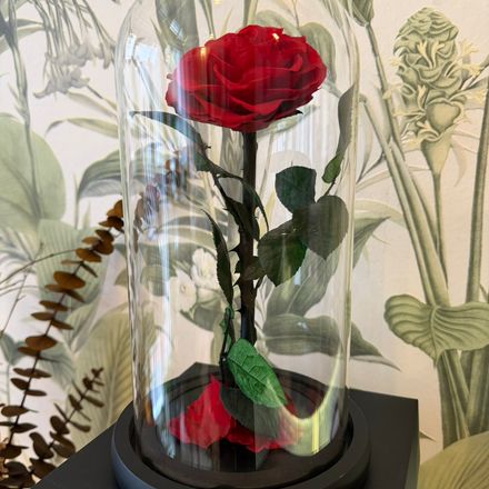 Rose Éternelle Love thumbnail 2