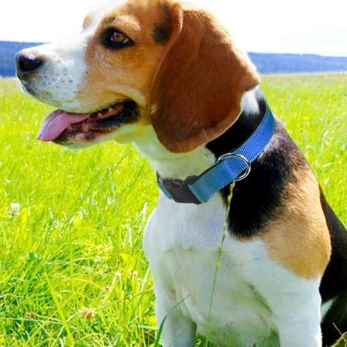 Collier Réglable et Durable pour Chien et Chat (couleur aléatoire)