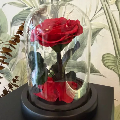 Rose éternelle