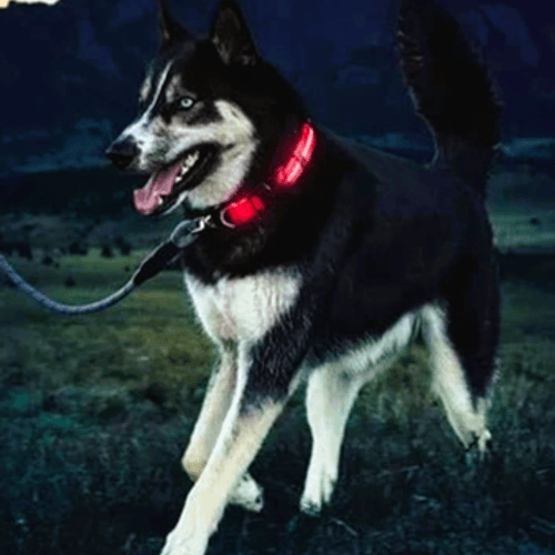 Collier Chien Lumineux Taille M