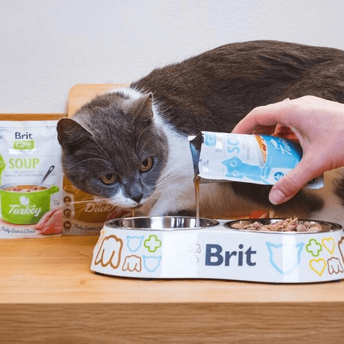 Care Soupe Au Saumon Pour Chats