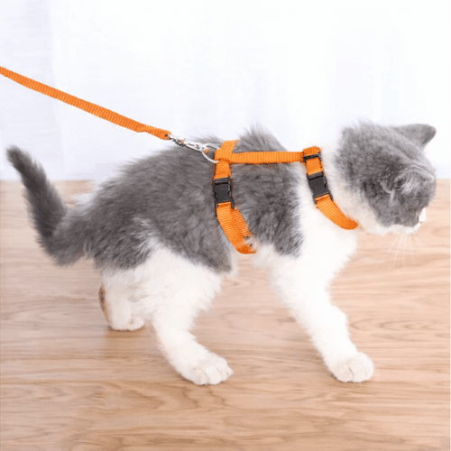 Ensemble Harnais + Laisse Pour Chat