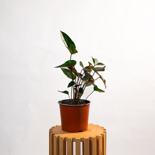 Anthurium Andreanum Dark Red