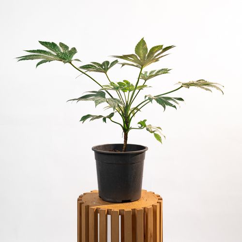 Fatsia Japonica Variegata