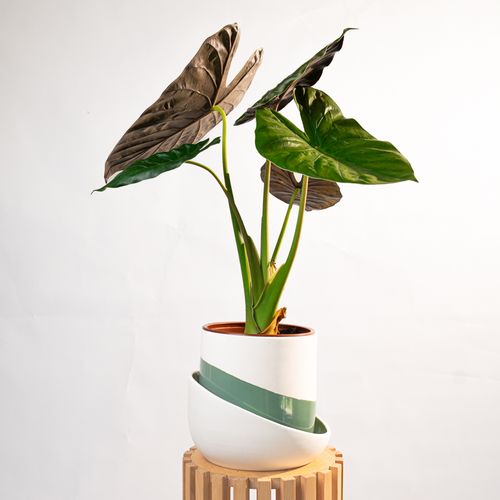Alocasia Wentii