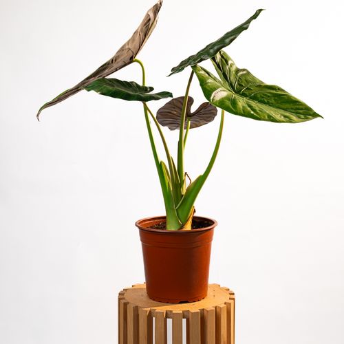 Alocasia Wentii
