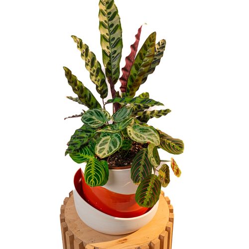 Cache Pot Artisanal - 22cm