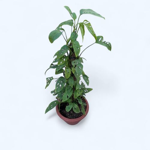 Monstera Adansonii - Grand Pot