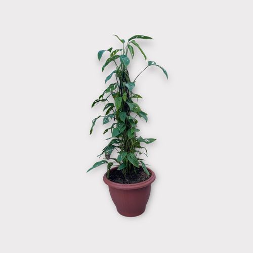 Monstera Adansonii - Grand Pot