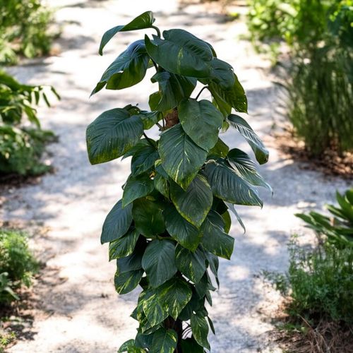Epipremnum Aureum (pothos Doré)