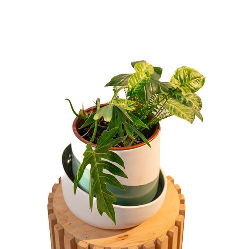 Oasis Feuillue