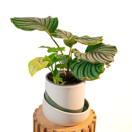 Cache Pot Artisanal, Vert Olive