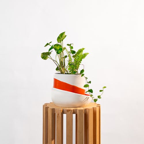 Mini Forêt Ombreuse
