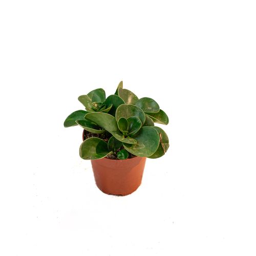 Peperomia Obtusifolia – Pourpier Des Bois
