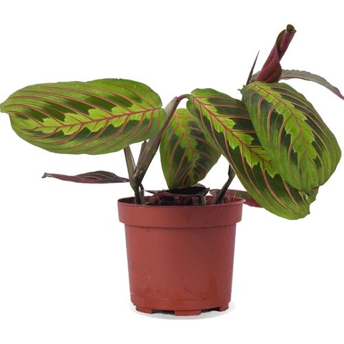 Maranta Leuconeura Fascinator
