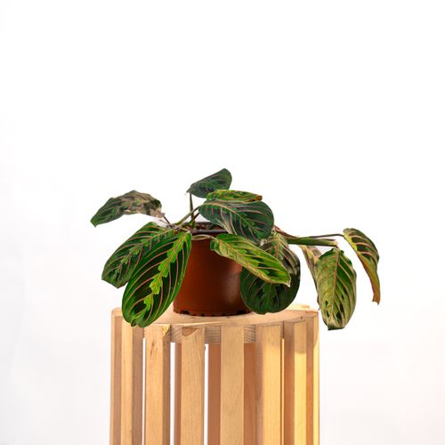 Maranta Leuconeura Fascinator
