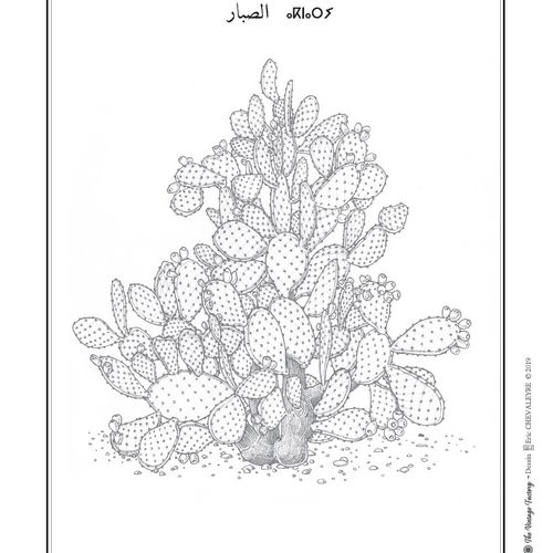 Affiche planche botanique CACTUS