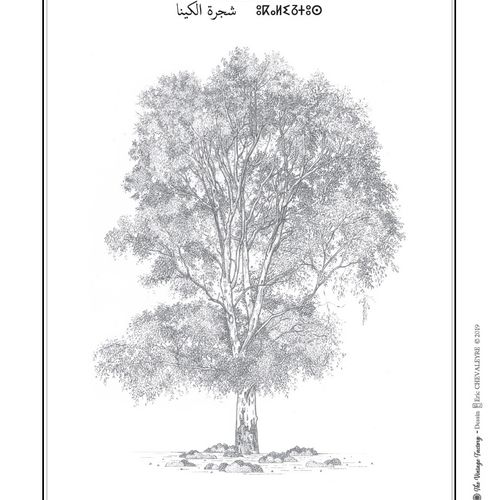 Planche botanique EUCALYPTUS