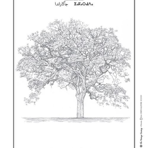 Affiche planche botanique JACARANDA