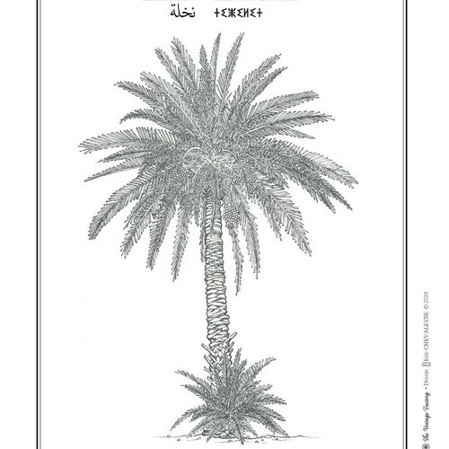 Affiche planche botanique PALMIER