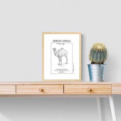 Affiche de la planche zoologique DROMADAIRE