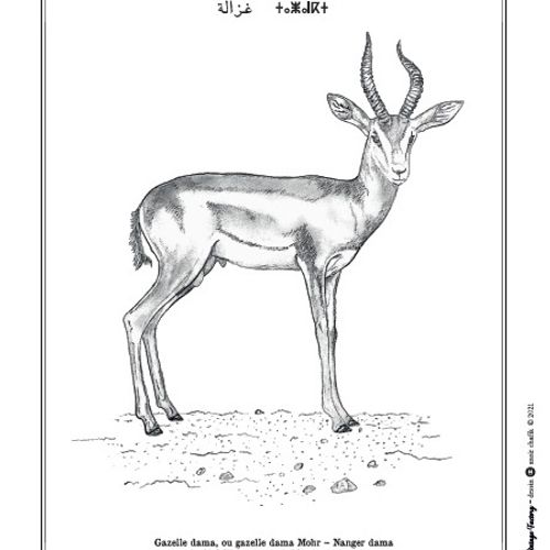 Affiche de la planche zoologique GAZELLE DAMA