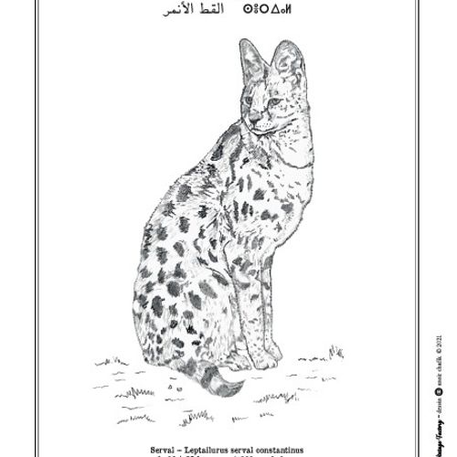 Affiche de la planche zoologique SERVAL