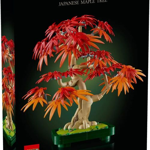 Bonsaï d’érable Rouge du Japon