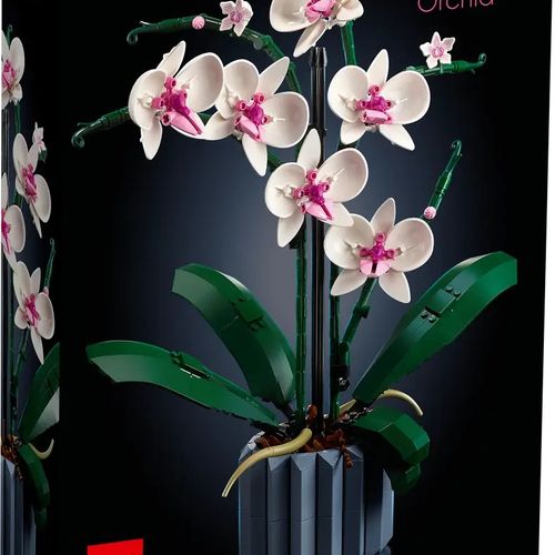 L’orchidée