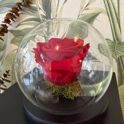 Rose éternelle boulle