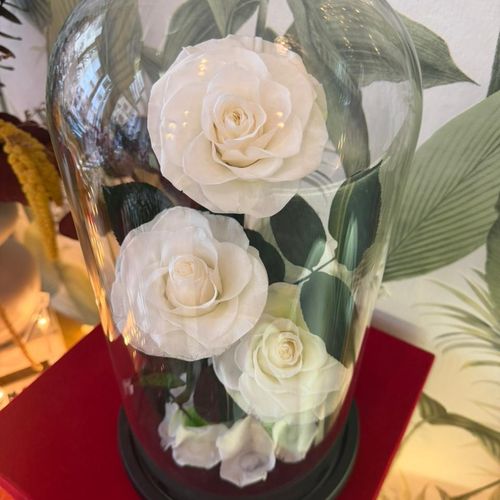 Roses éternelles pureté 