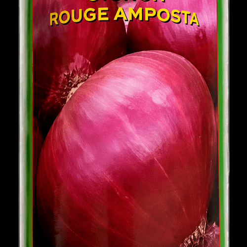 Graines D’oignon Rouge 100 Gr