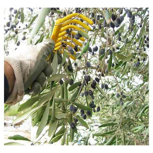 Râteau 9 Dents Pour Récolte Olives Noisettes Plastique Foré