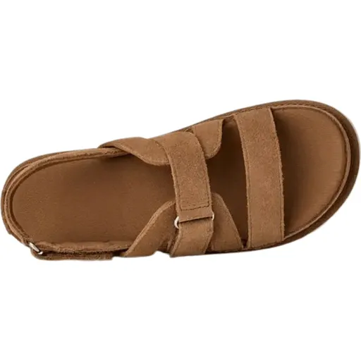 Goldenstar Gleam Chestnut thumbnail 7