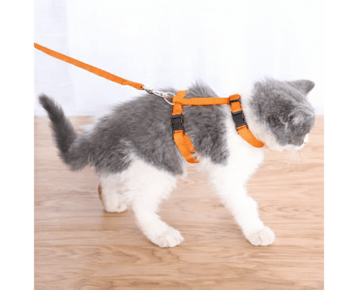 Ensemble Harnais + Laisse Pour Chat thumbnail 2